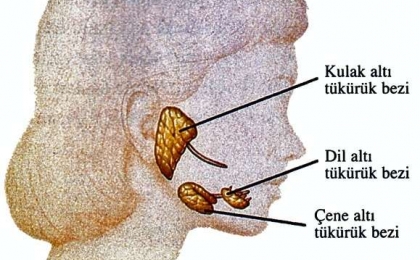 Salivary Gland Diseases